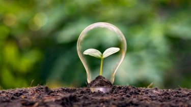 Plant in a Lightbulb