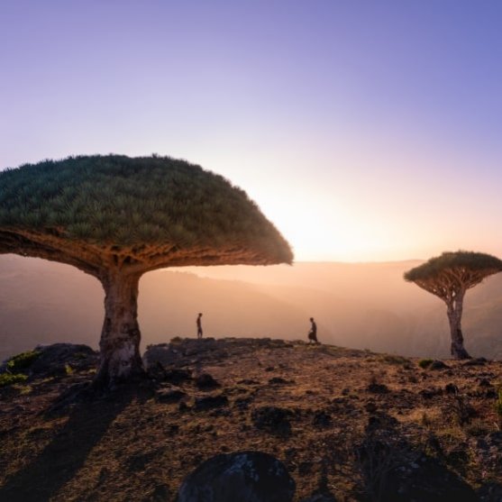 trees in a sunset view