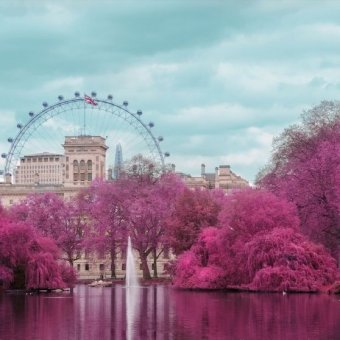 park with a lake, pink trees and a ferris wheel background