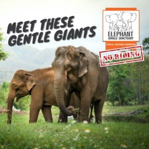 elephant-jungle